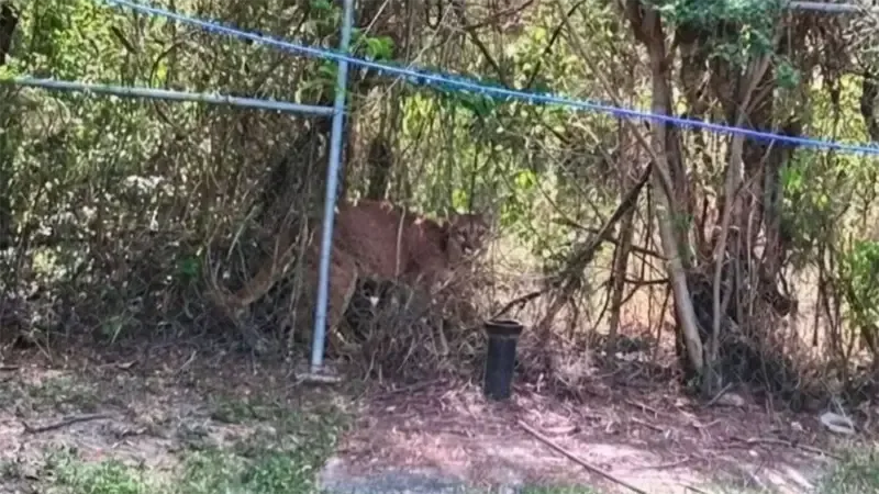Avistamiento de puma alerta a la comunidad en General Terán 1 avistamiento de puma alerta a la comunidad en general teran