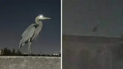 Garza azul sorprende en Guadalupe al posarse en un techo 30 garza azul sorprende en guadalupe al posarse en un techo
